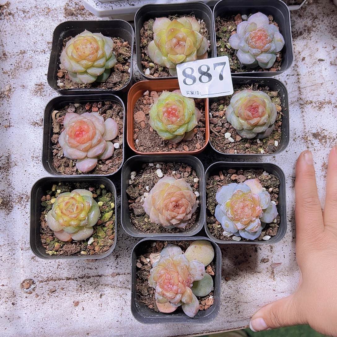 887精品糖心珍妮一颗发样品