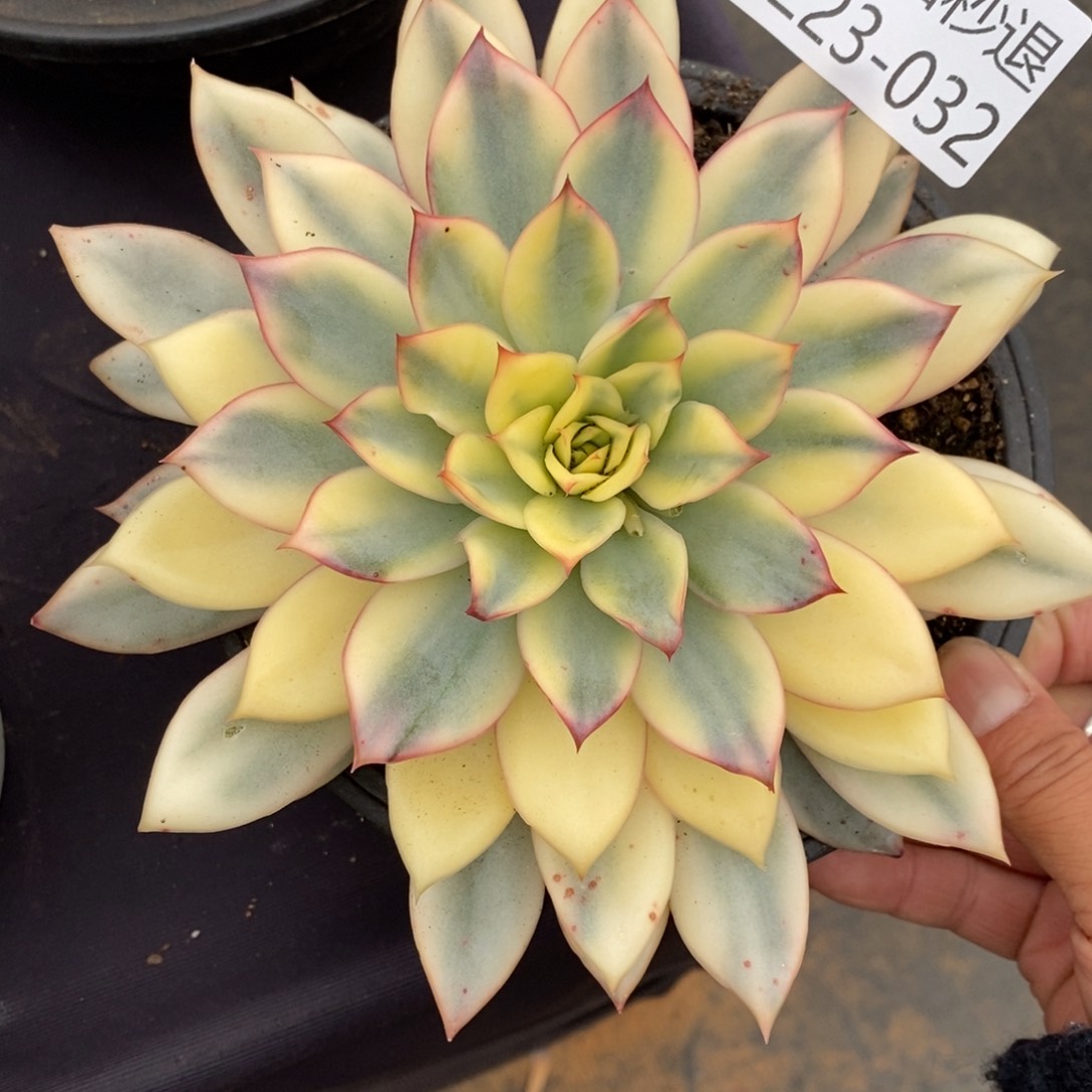 两单包邮1223-32月光女神锦