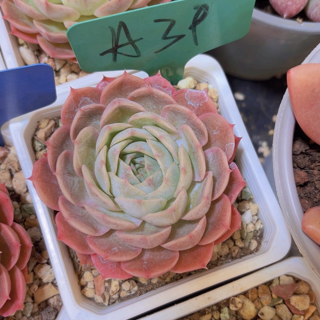 ****丢云南金致家精品多肉