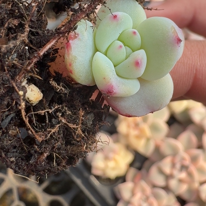 星影多肉覆轮好看223