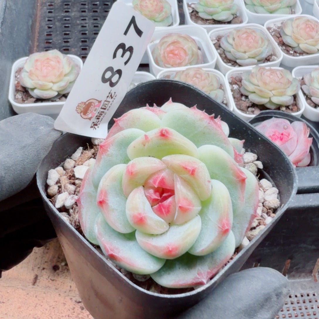 花***山多肉植物多肉植物