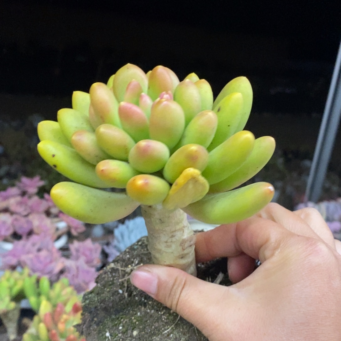 金蝉大单头老桩多肉