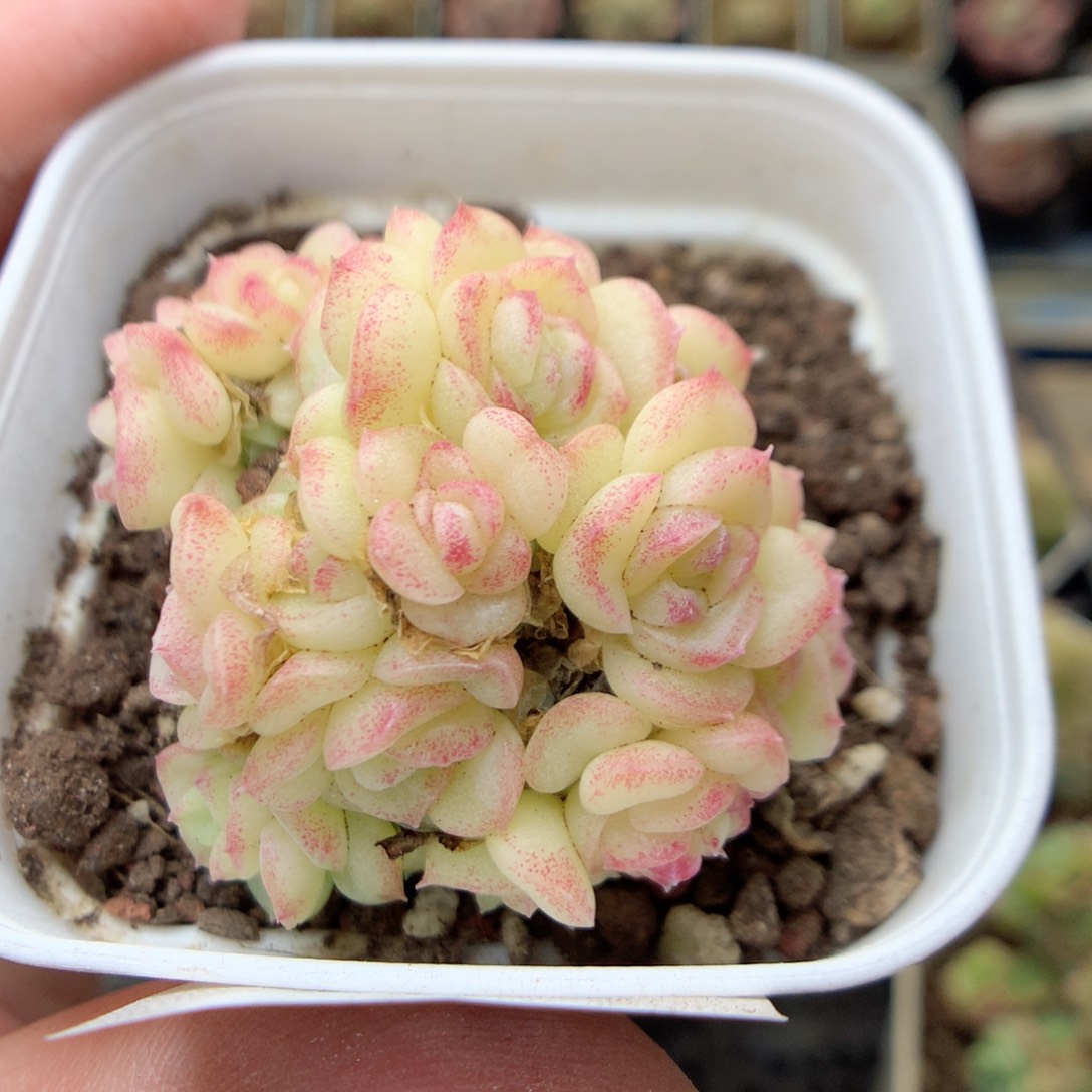 X26 白天鹅20包邮两天凑单