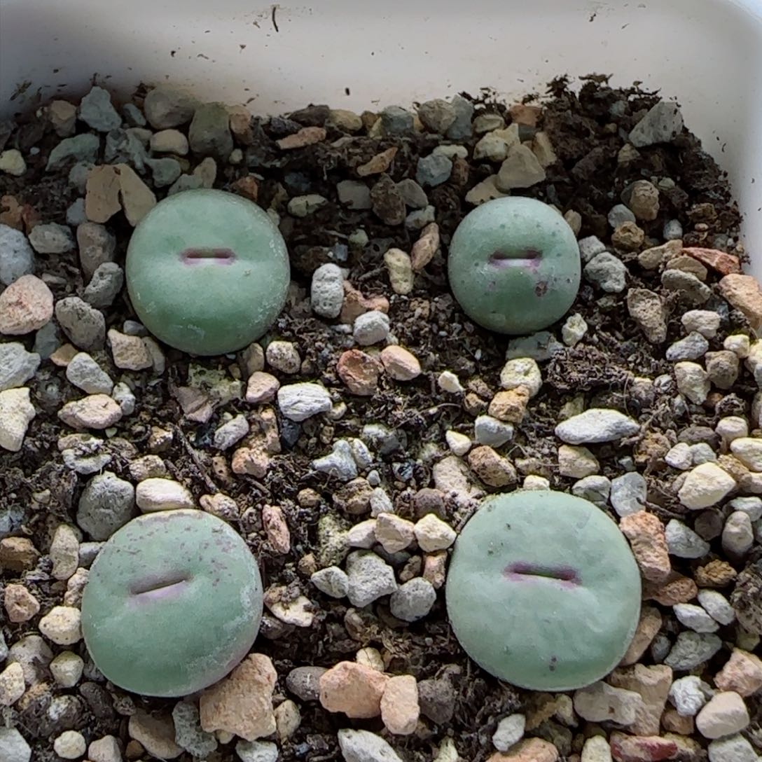 2-2-3-1全场8.8折58包邮一盆园艺厚嘴1cm脱土