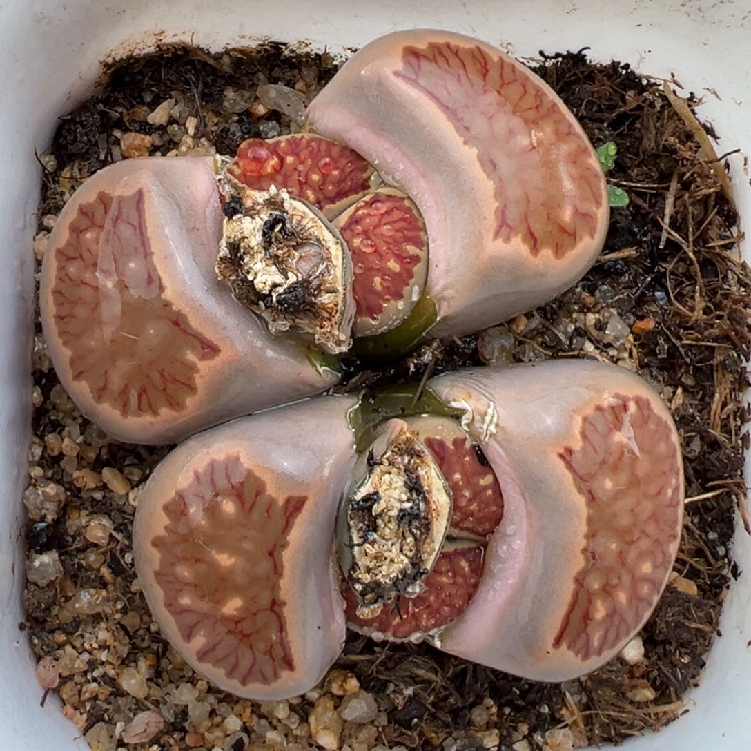 2.13好看的多肉402