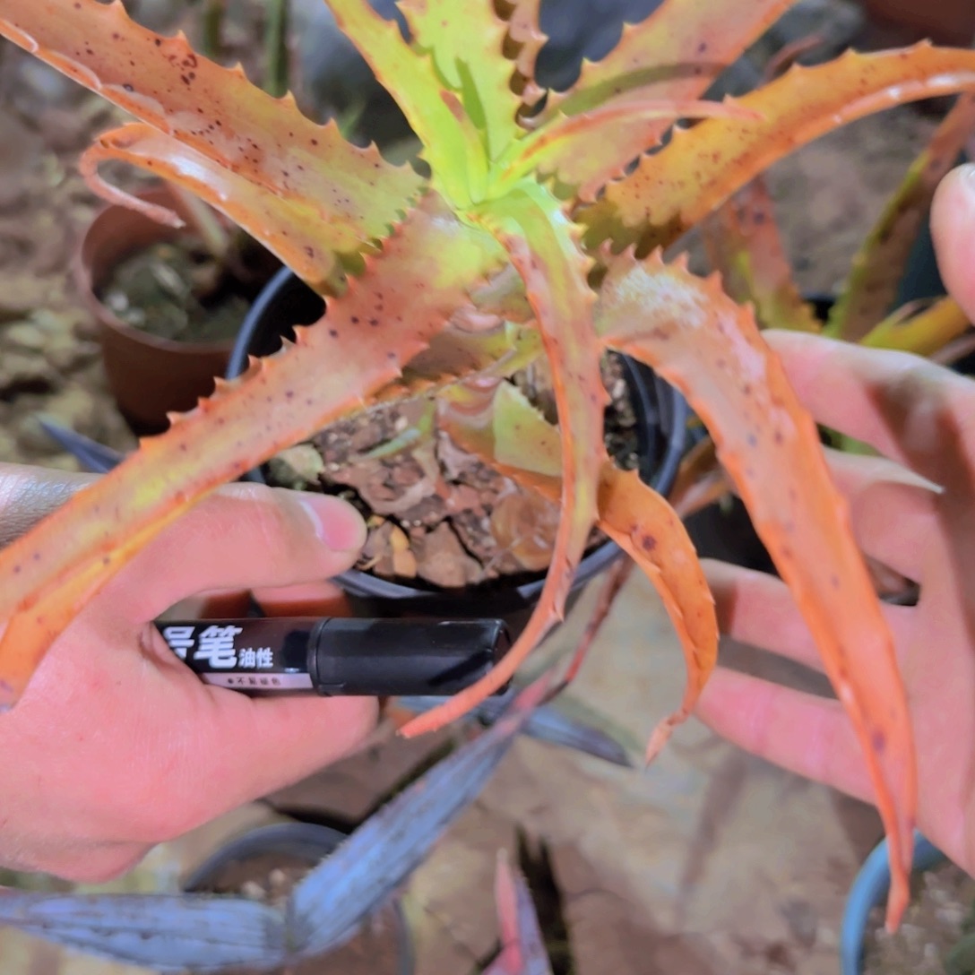 块根植物块根植物