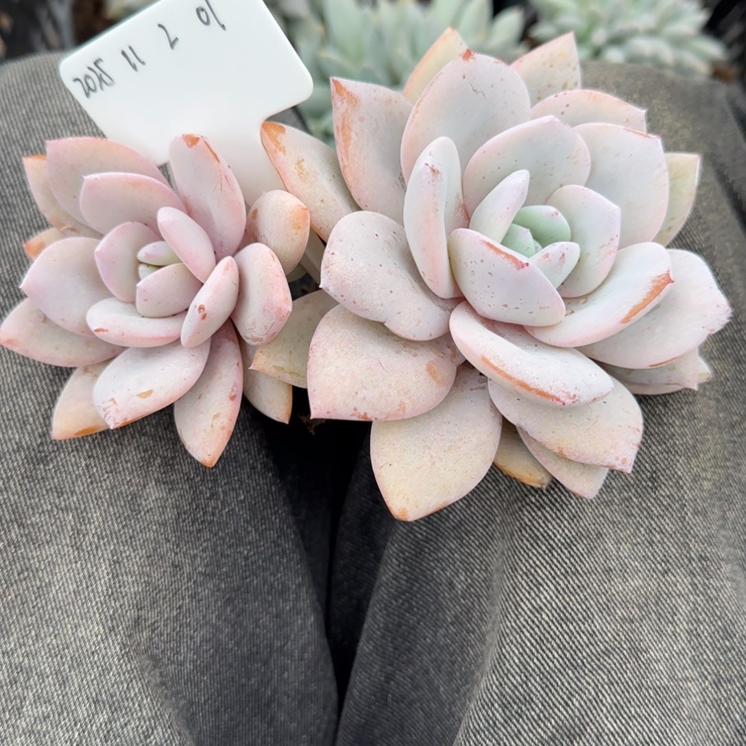 一物一拍奶茶双头01