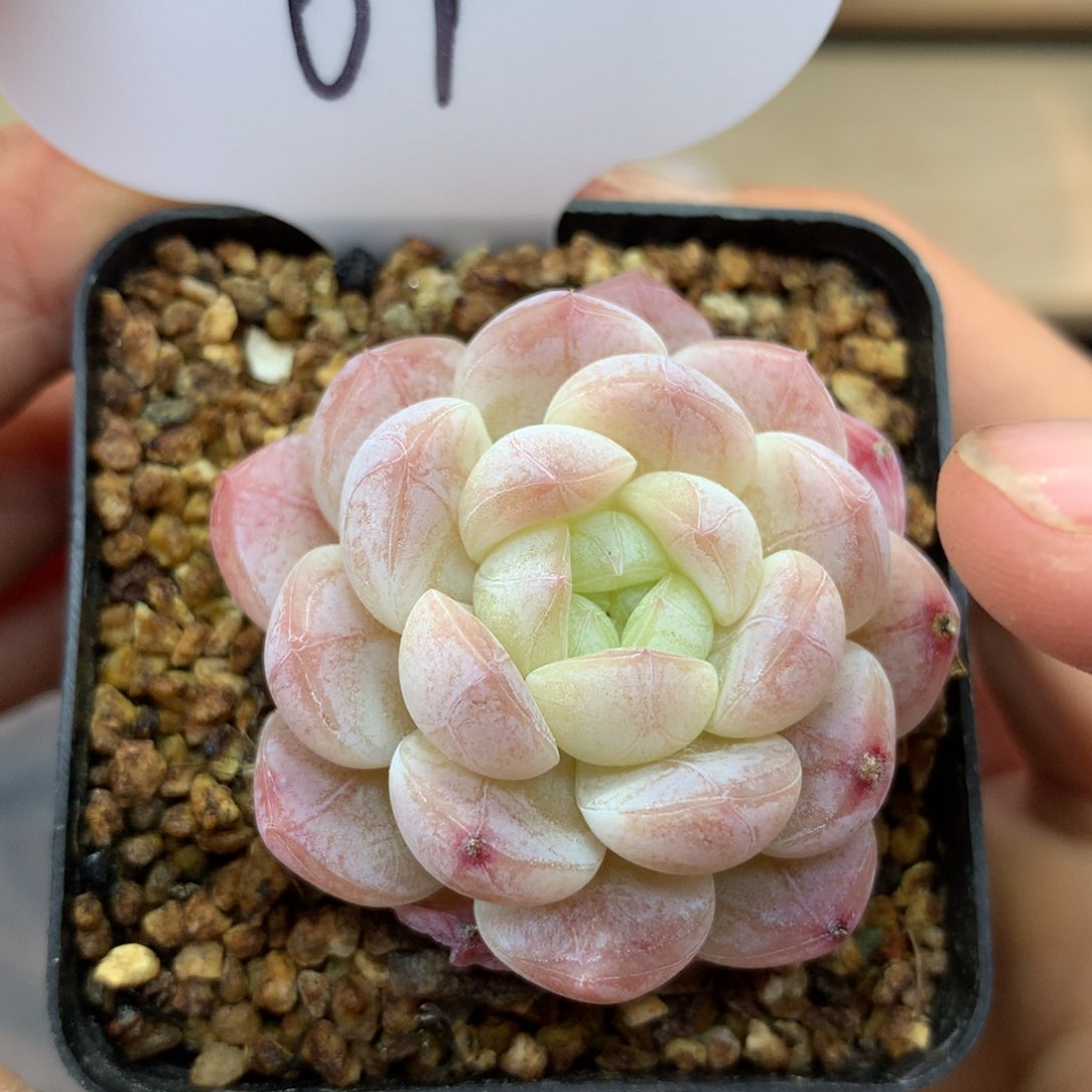 白粉透暗纹珍妮67