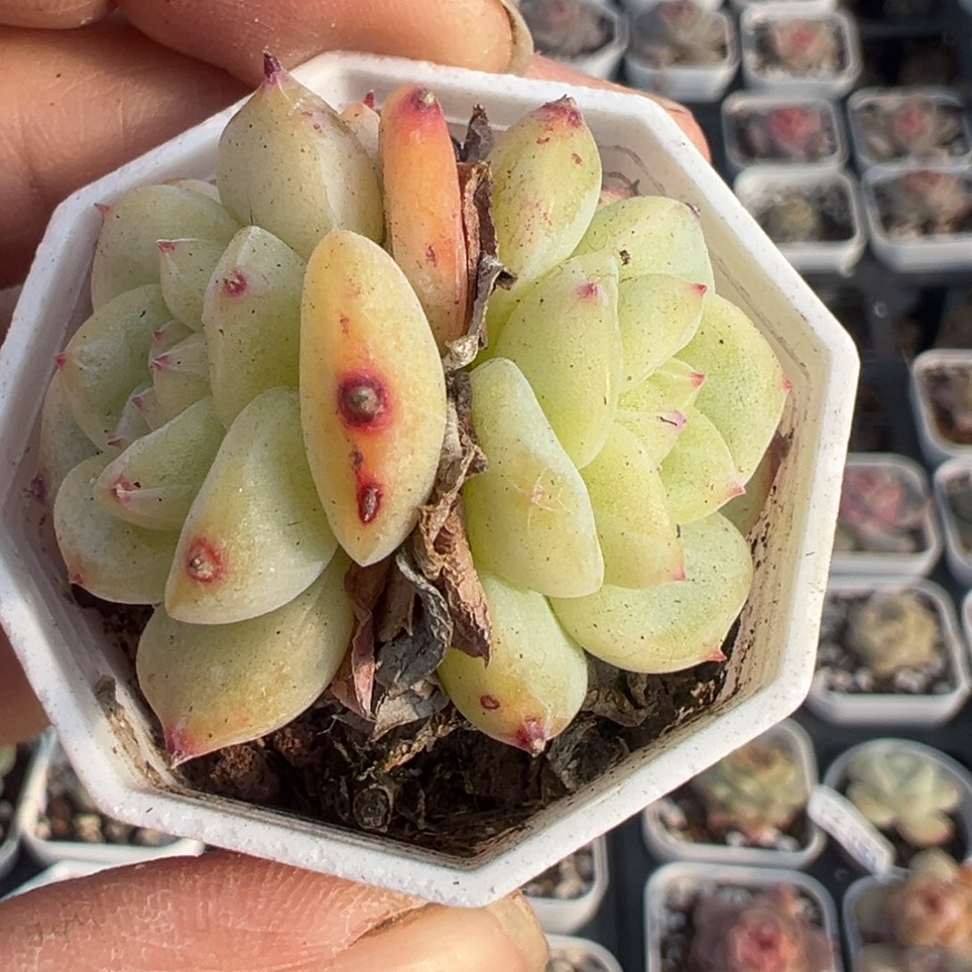 小卡拉米糖心一物一拍