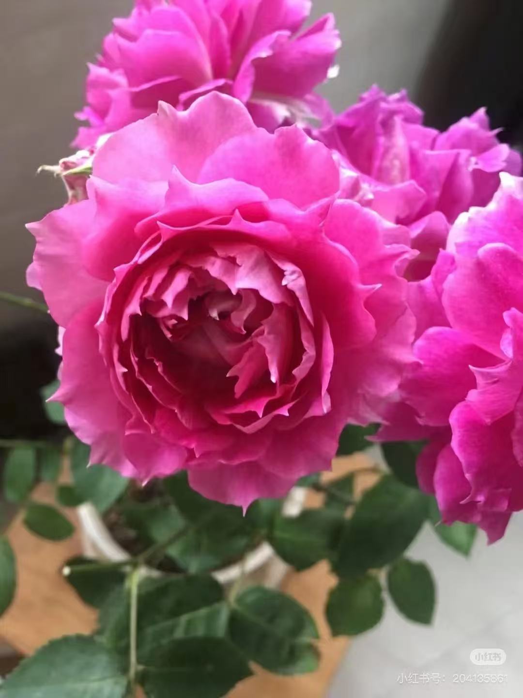 灌木大花月季盆栽地栽阳台庭院一物一拍专享链接