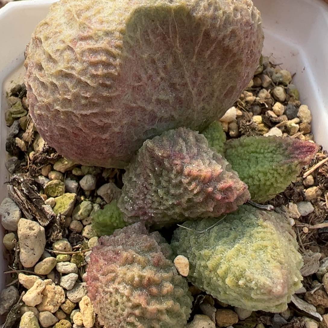 巨猪宝超大母叶多肉植物水泡