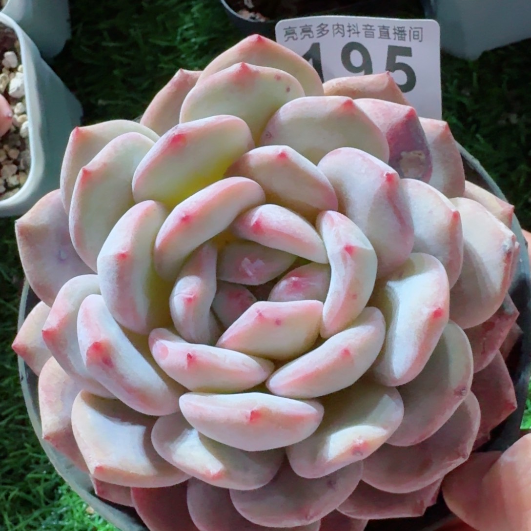 橙梦露         精品多肉