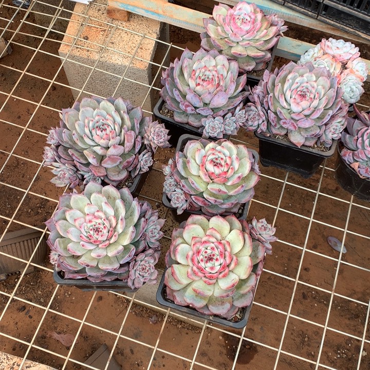原卡多肉植物两单包邮