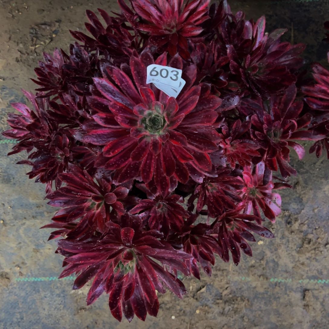 603孔雀多肉植物