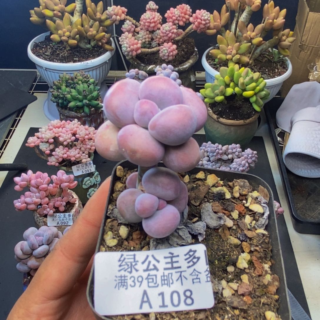 108芭比奶多肉4c m