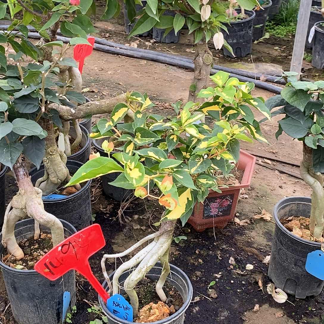 大部分开放少量花苞黄白1495