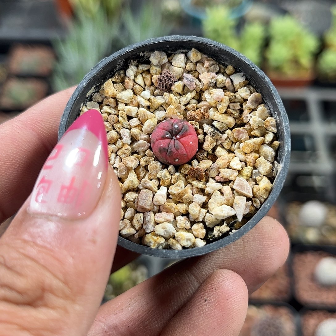 糖果兜单头发货单头发