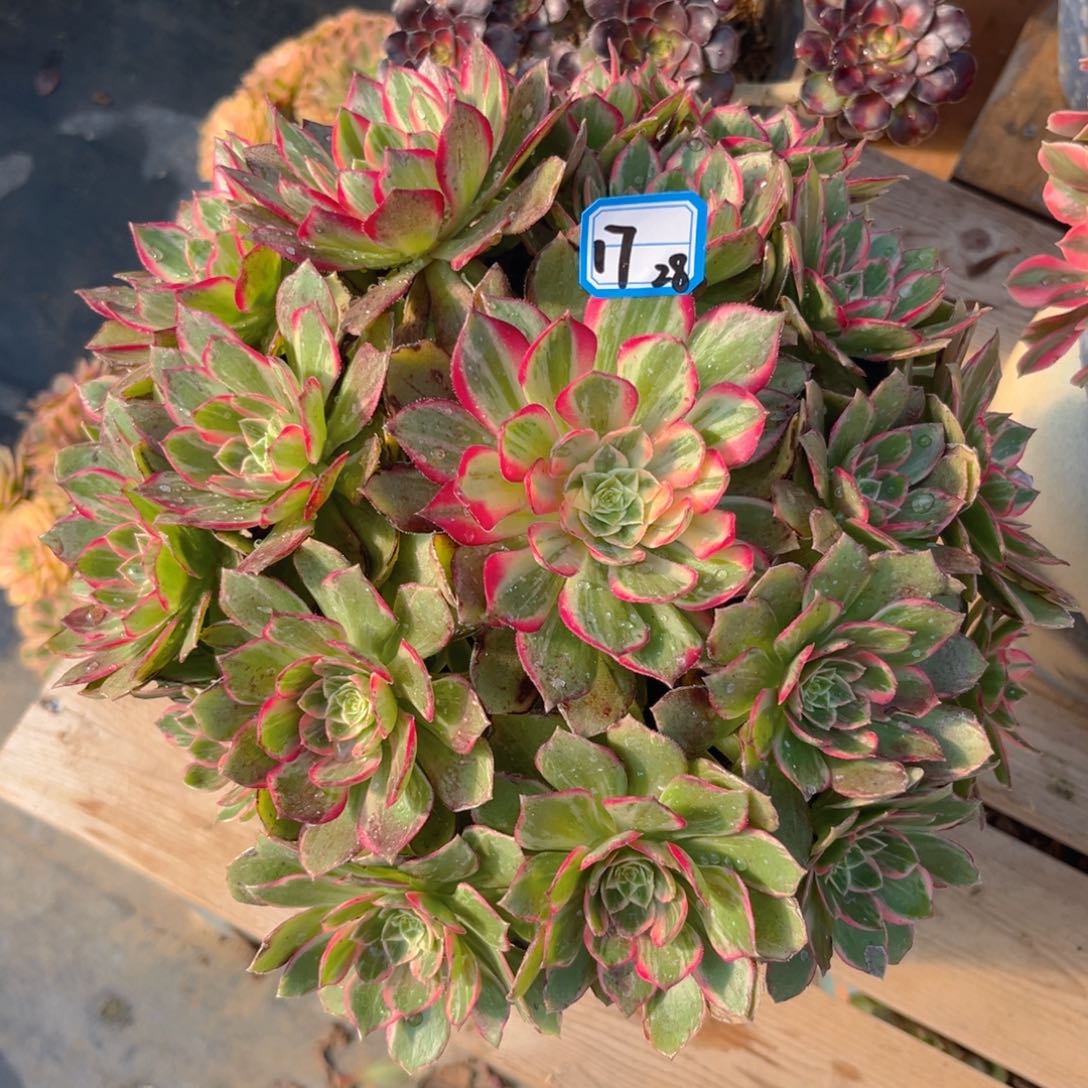 17万花筒法师多肉