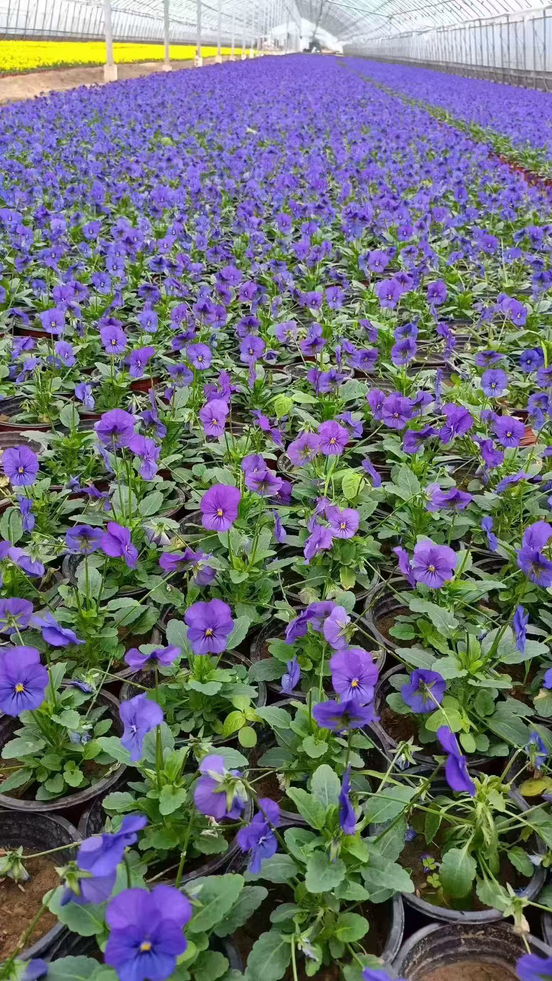 【角堇】盆栽耐热好养适合阳台庭院栽种耐寒耐热多年生