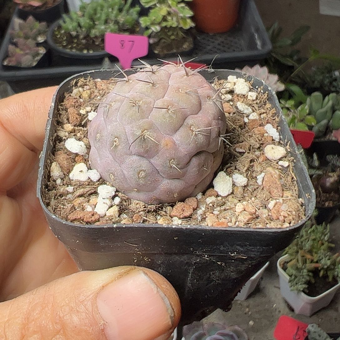 小黑次锡纸也忒大福利