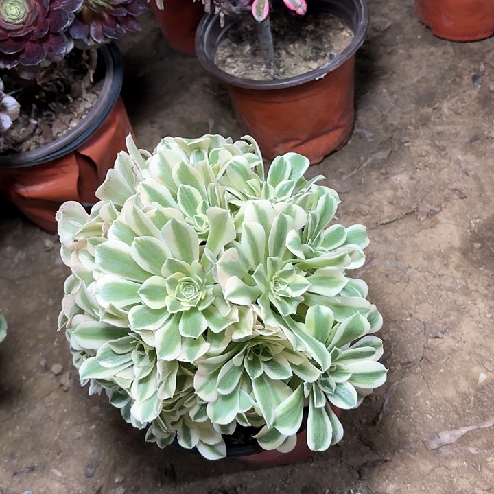 多肉植物绿豆莎12