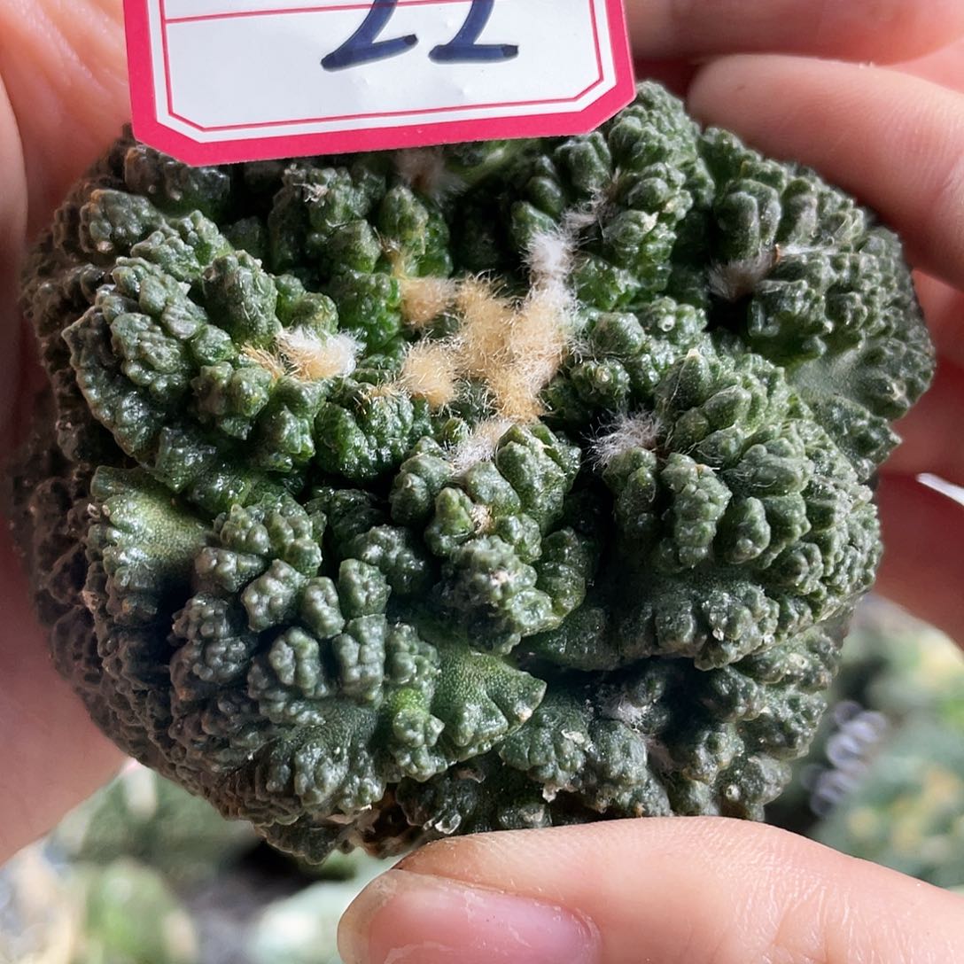 22号7cm自根大尤龟甲哥斯拉萝卜根