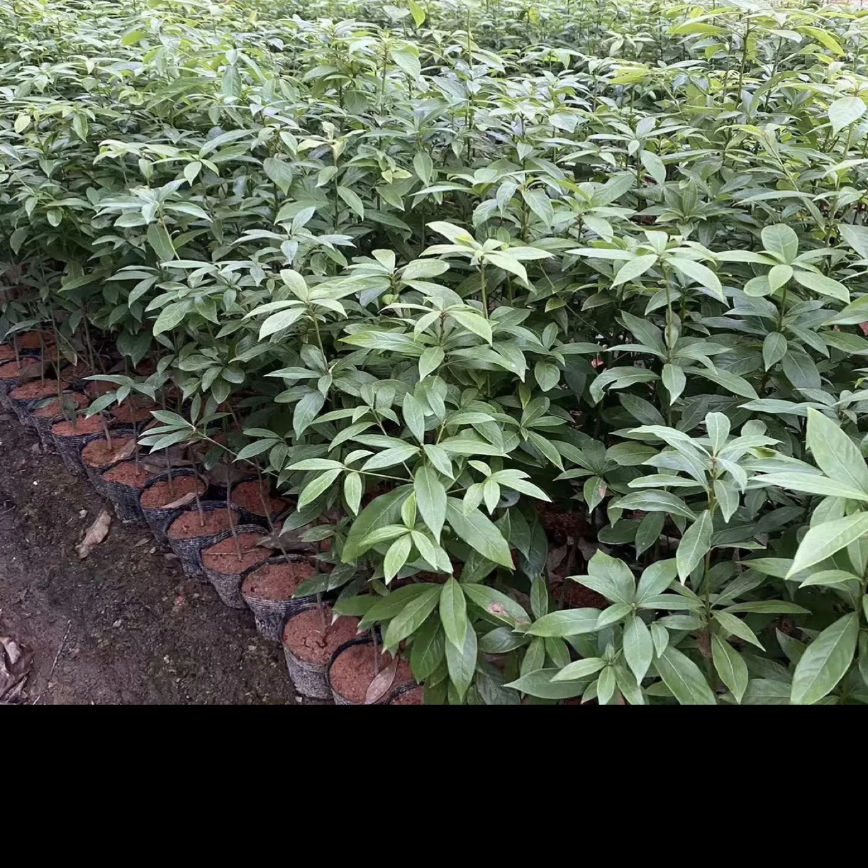 金丝楠木小叶桢楠树苗