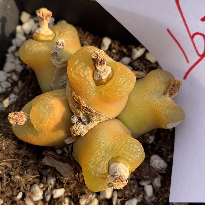 1628一颗一颗一颗