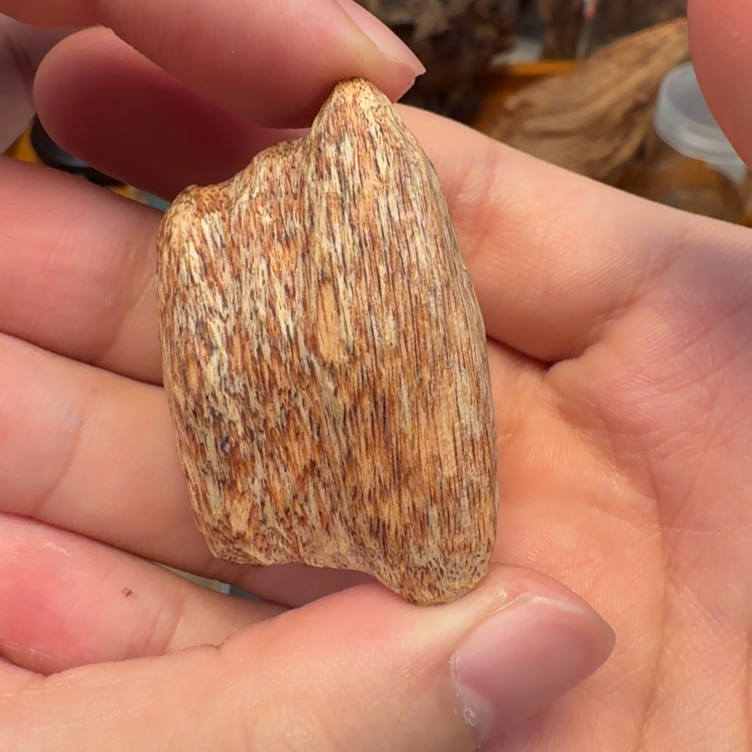 沉香深圳梧桐山瓜子