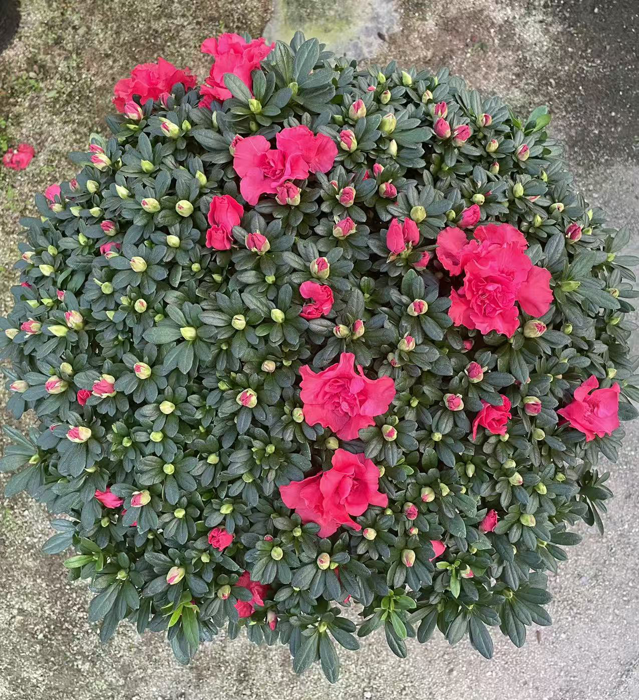 【一物一拍】红宝石杜鹃花盆栽四季开花室内外好养阳台绿植花卉顺丰