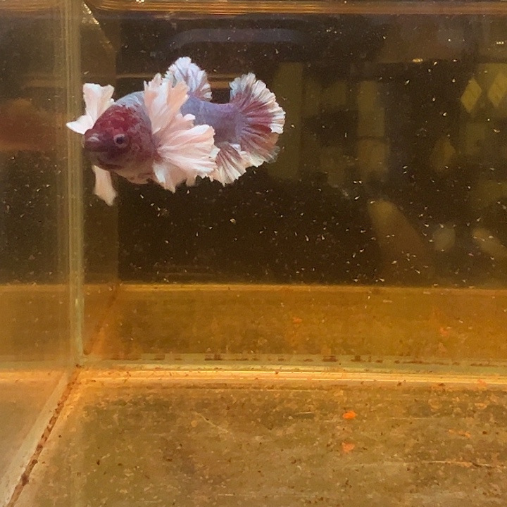 斗鱼跑單拉黑25日母29