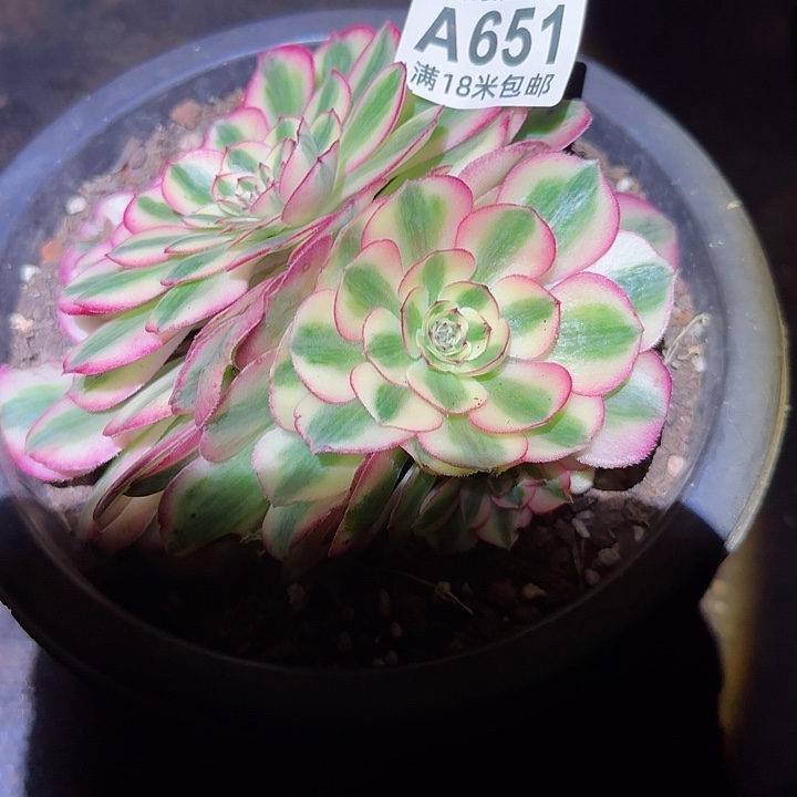 多肉法师机制朵朵