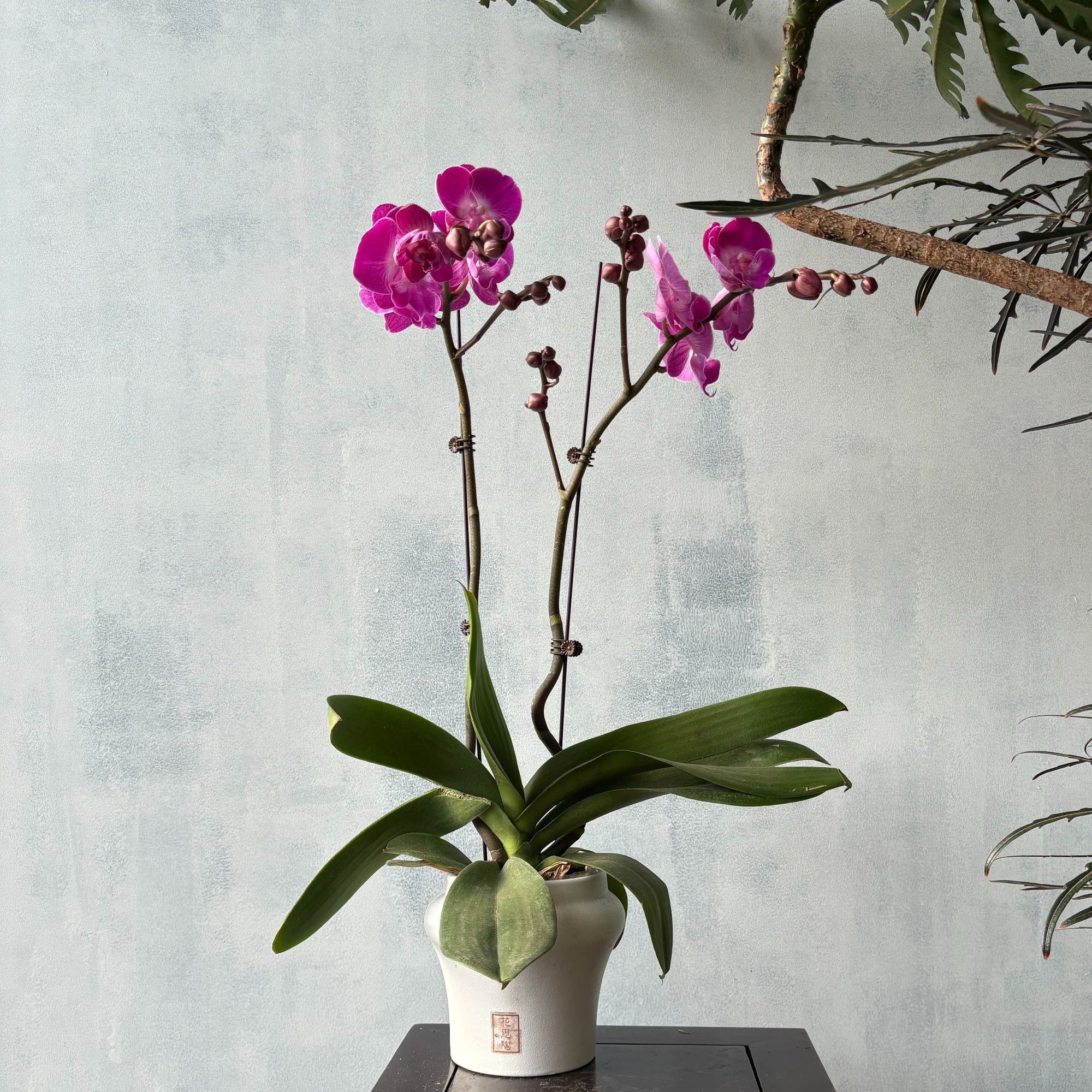 梦莹蝴蝶兰 基地直供带花带剑带花苞 新手友好【不含盆】