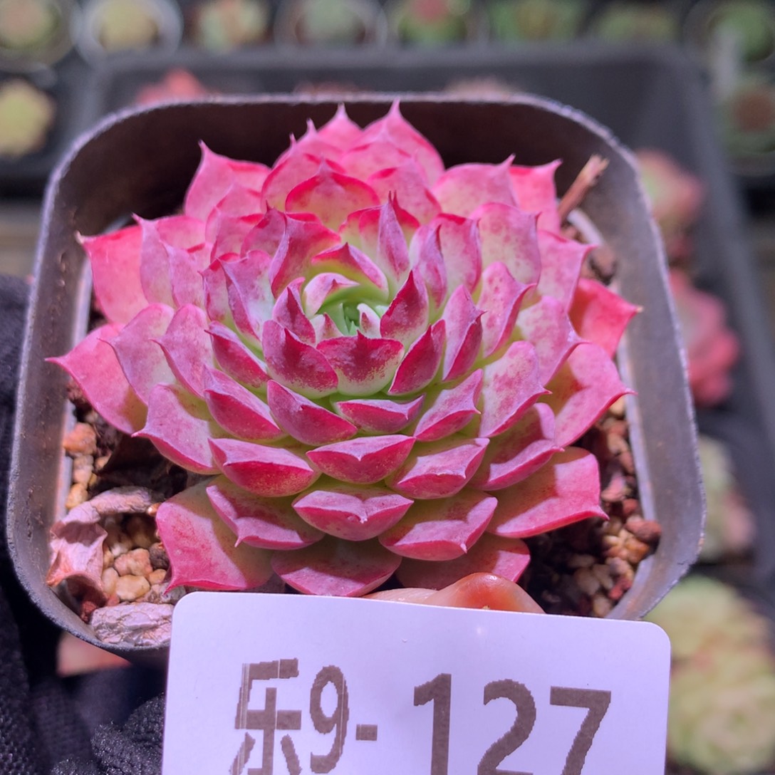 乐然 9-127 夜光环  