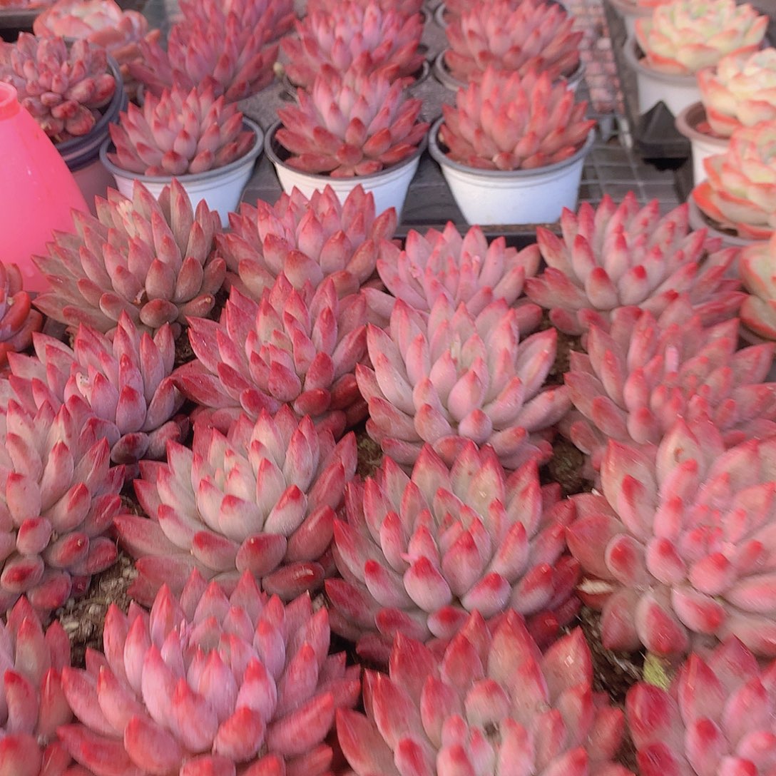 单头超红体虞美人35677888