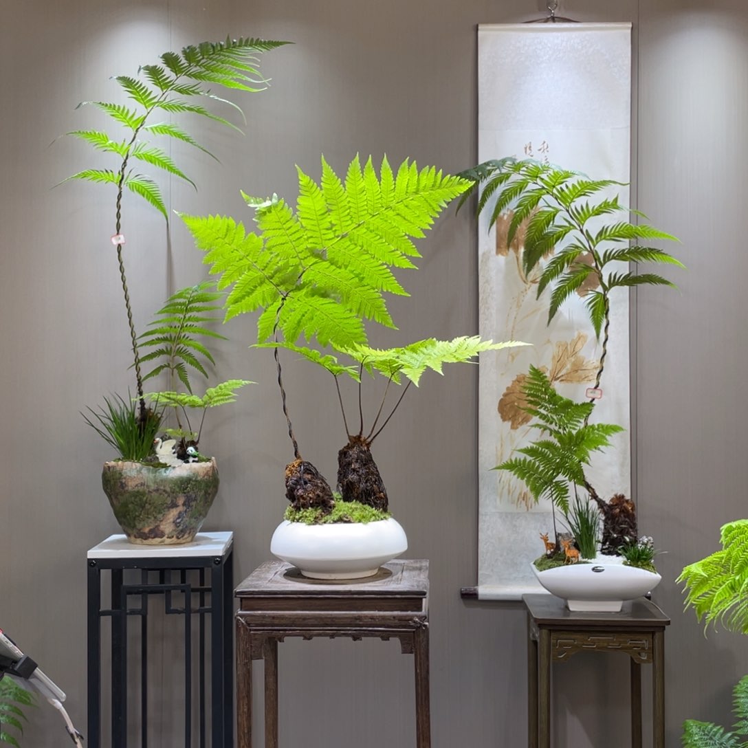 ん****航蕨类植物111111111