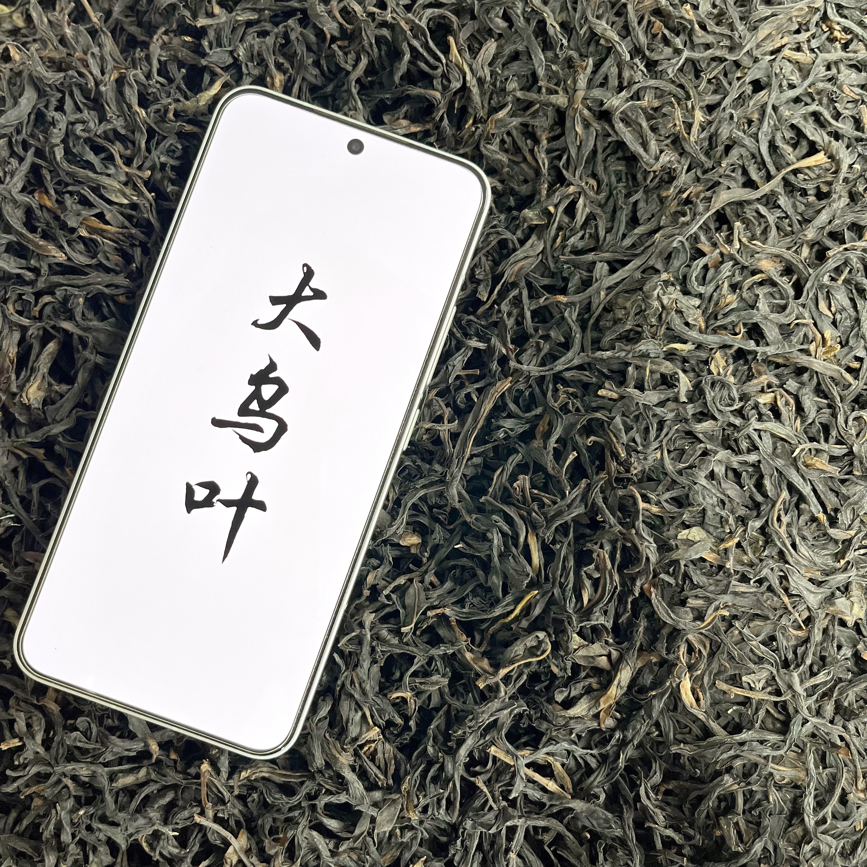 潮州凤凰单枞茶【大乌叶】花香熟香单丛口粮茶正春大乌叶