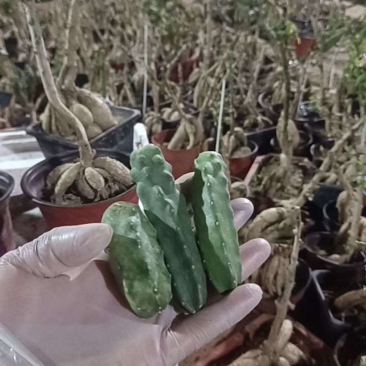 一***净水仙侧芽多品多色10个侧一组