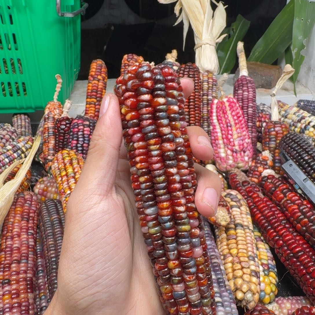 哆***梦吊坠柏香籽/百香籽