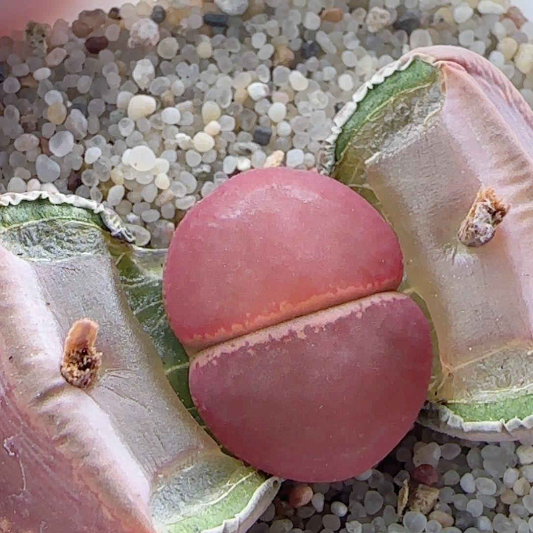 2.26.27/k'o/多肉植物