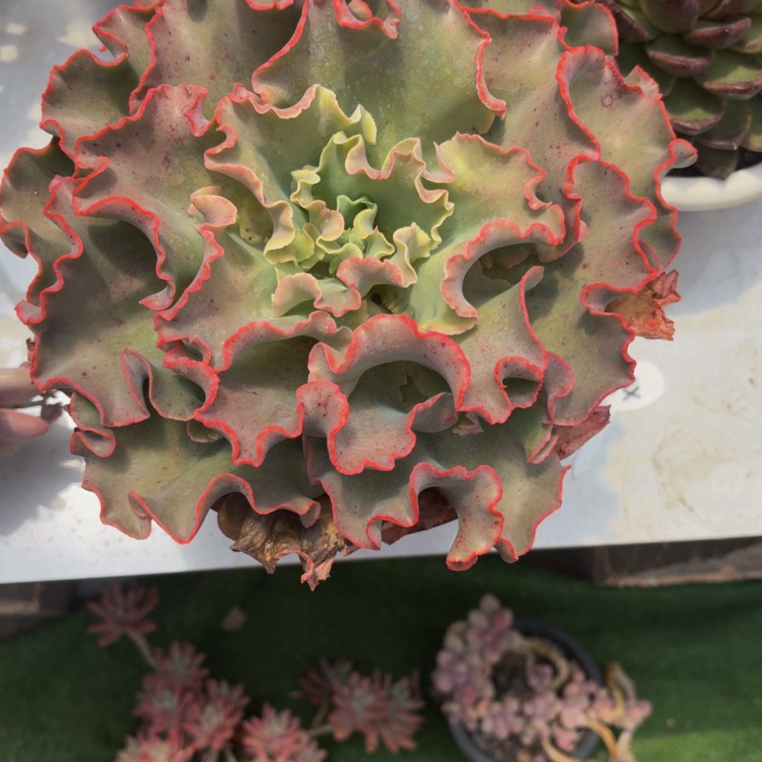 杨*姐丽娟花卉精品包菜