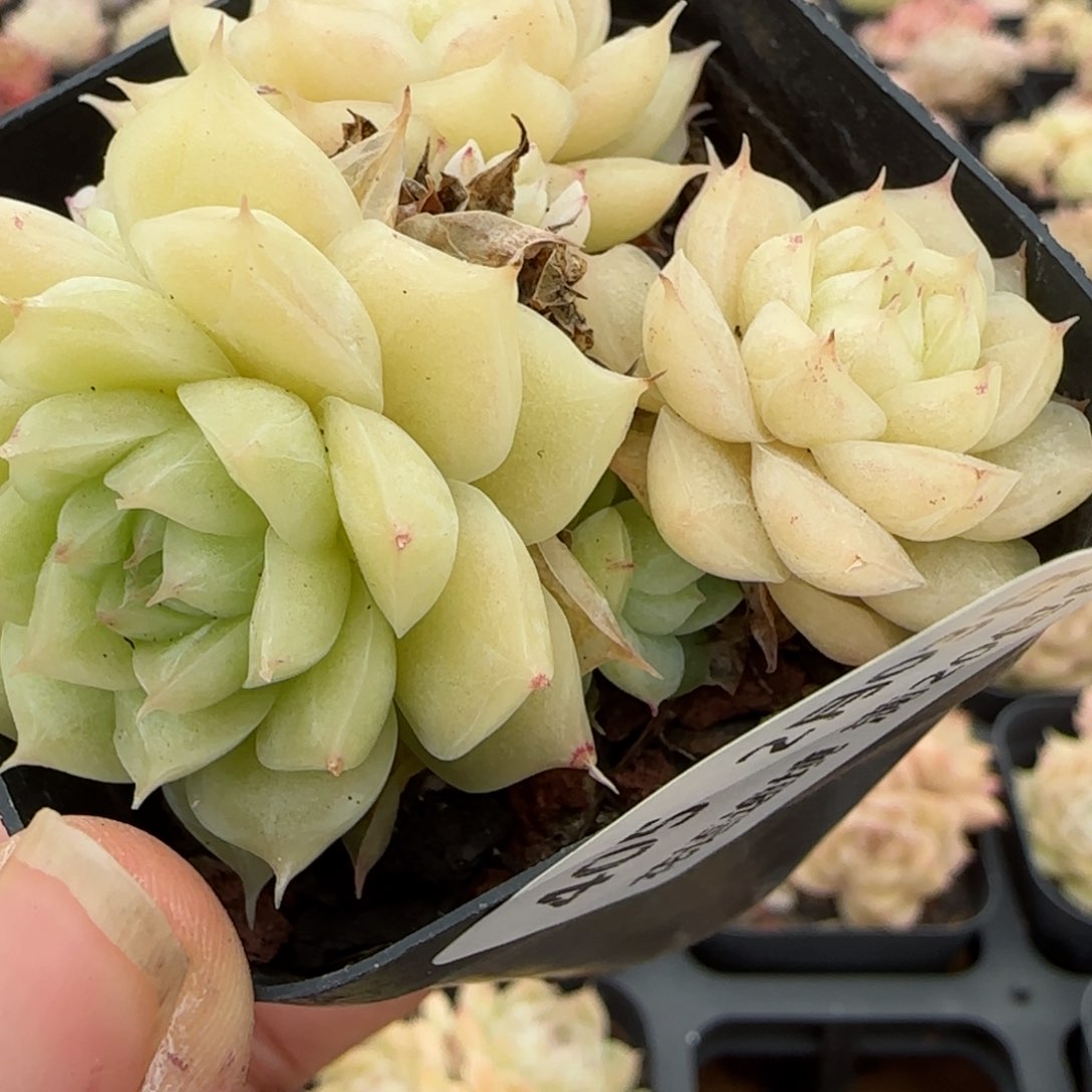 花语逸镜0203-405开播福利