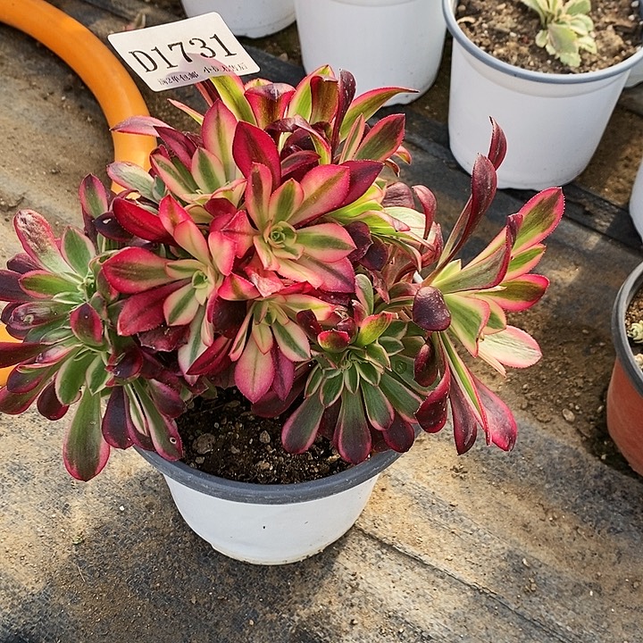 1731美杜莎朵朵缀化微瑕