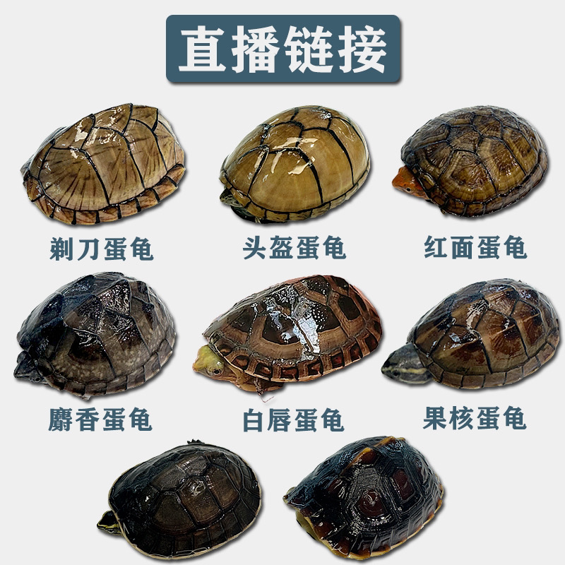 人工养殖————观赏乌龟活体直播链接  