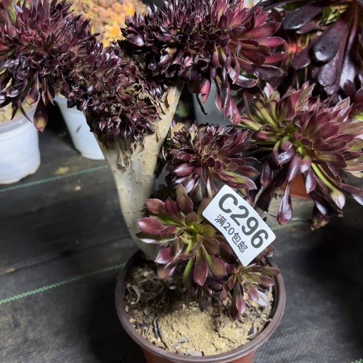 瑞妈一物一拍295