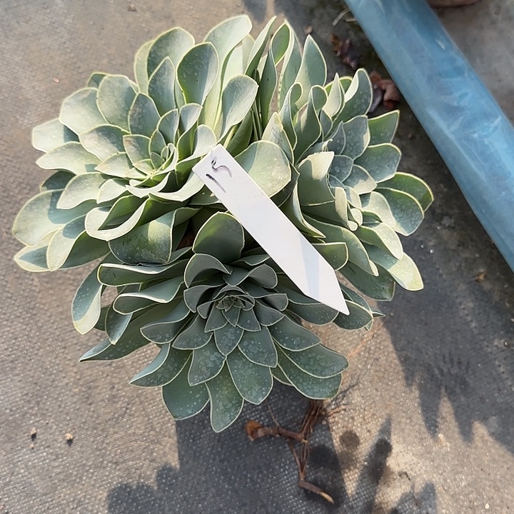 山地玫瑰一物一拍脱土发，15号，不包断侧芽