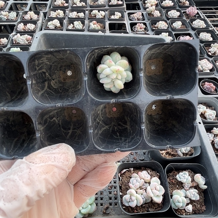 冰玉石化1棵多肉植物