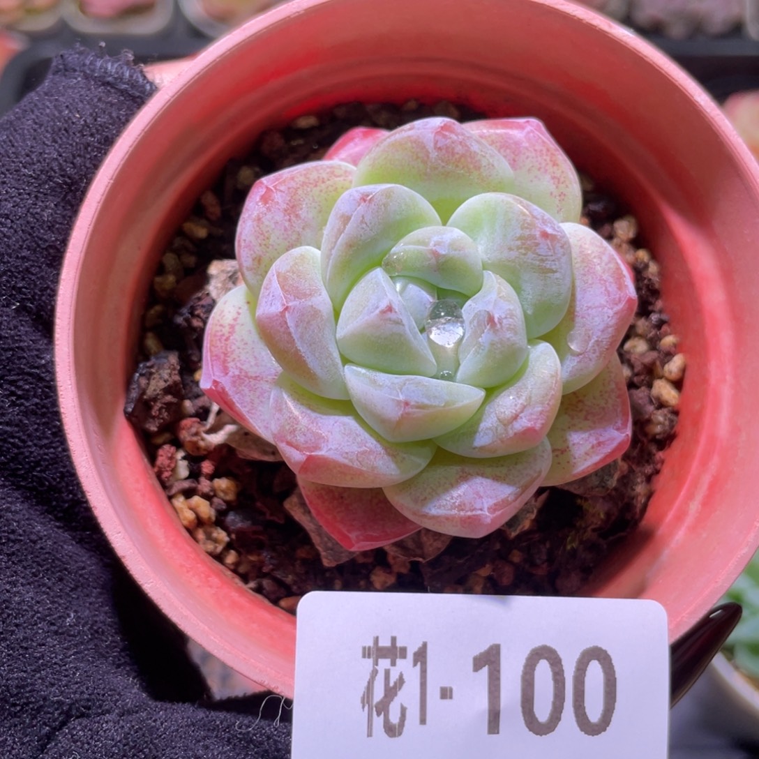 花利美1-100冰玉单头