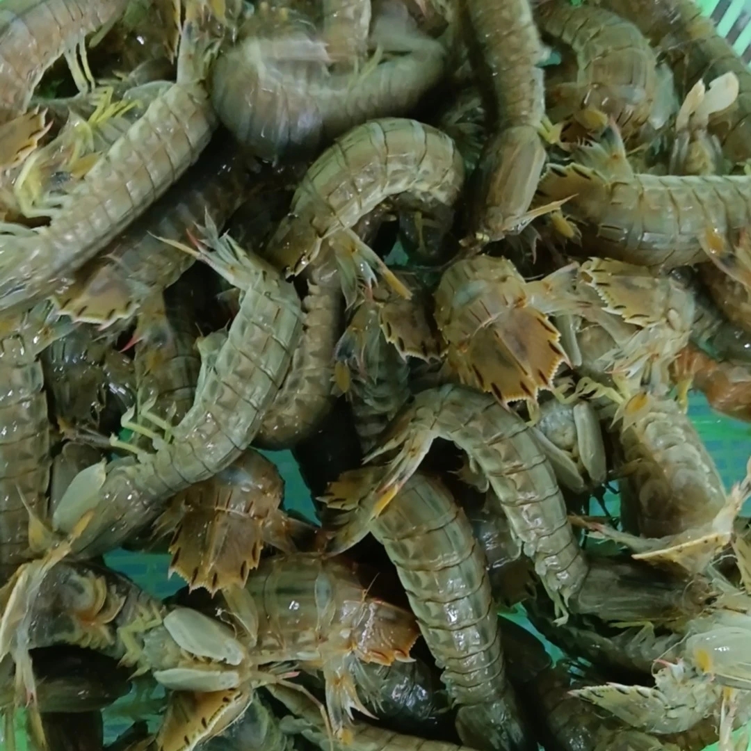 精挑特大皮皮虾，一斤10条左右，【活发，保鲜不包活】，介意勿拍