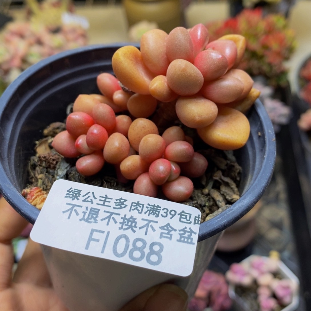 088先锋派多肉6c m